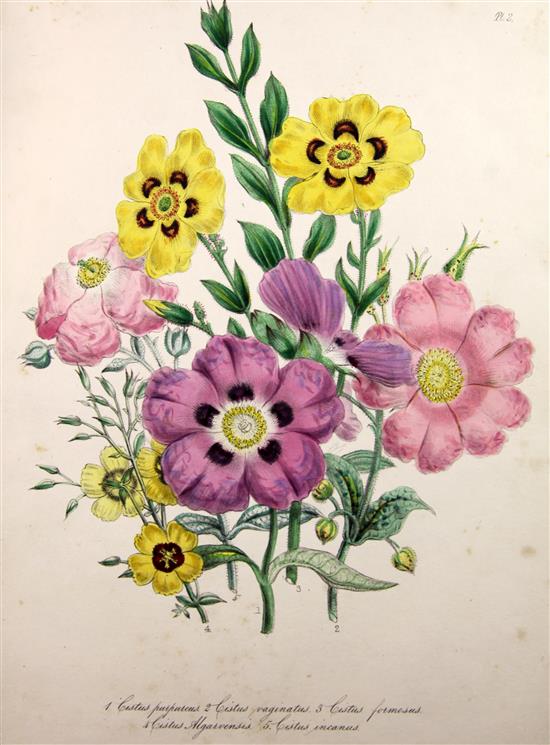 Loudon, Jane Webb - Ornamental Greenhouse Plants. The Ladies Flower Garden,